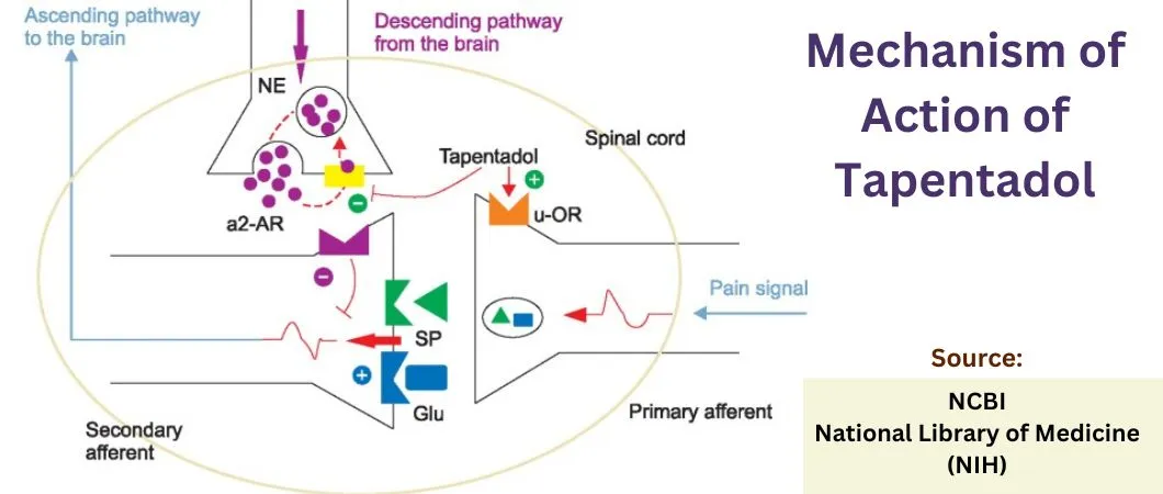 mechanism-of-action-of-tapentadol