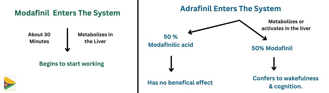 modafinil-vs-adrafinil-conversion