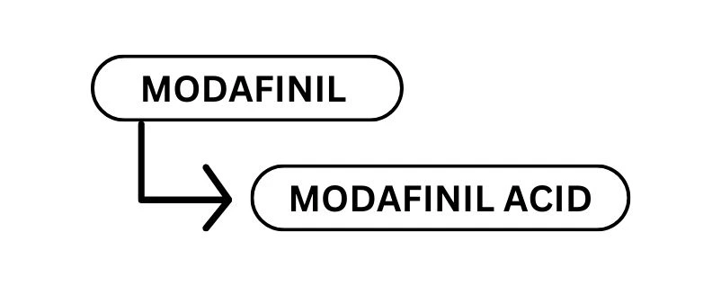 modafinil-metabolism